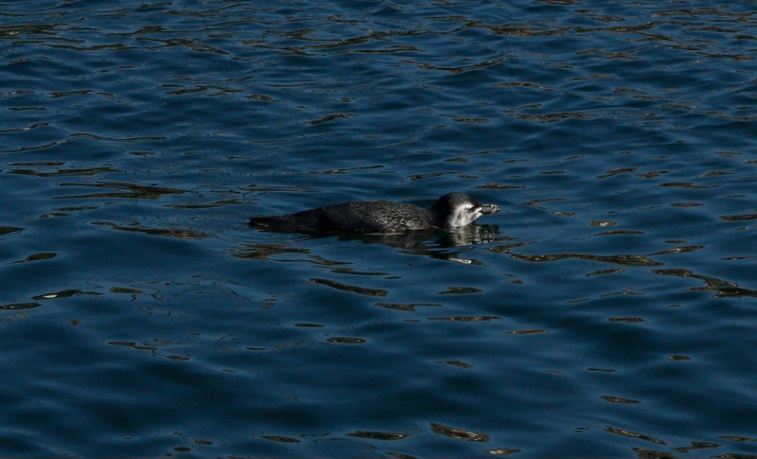 Humboldt Penguin - ML616550487