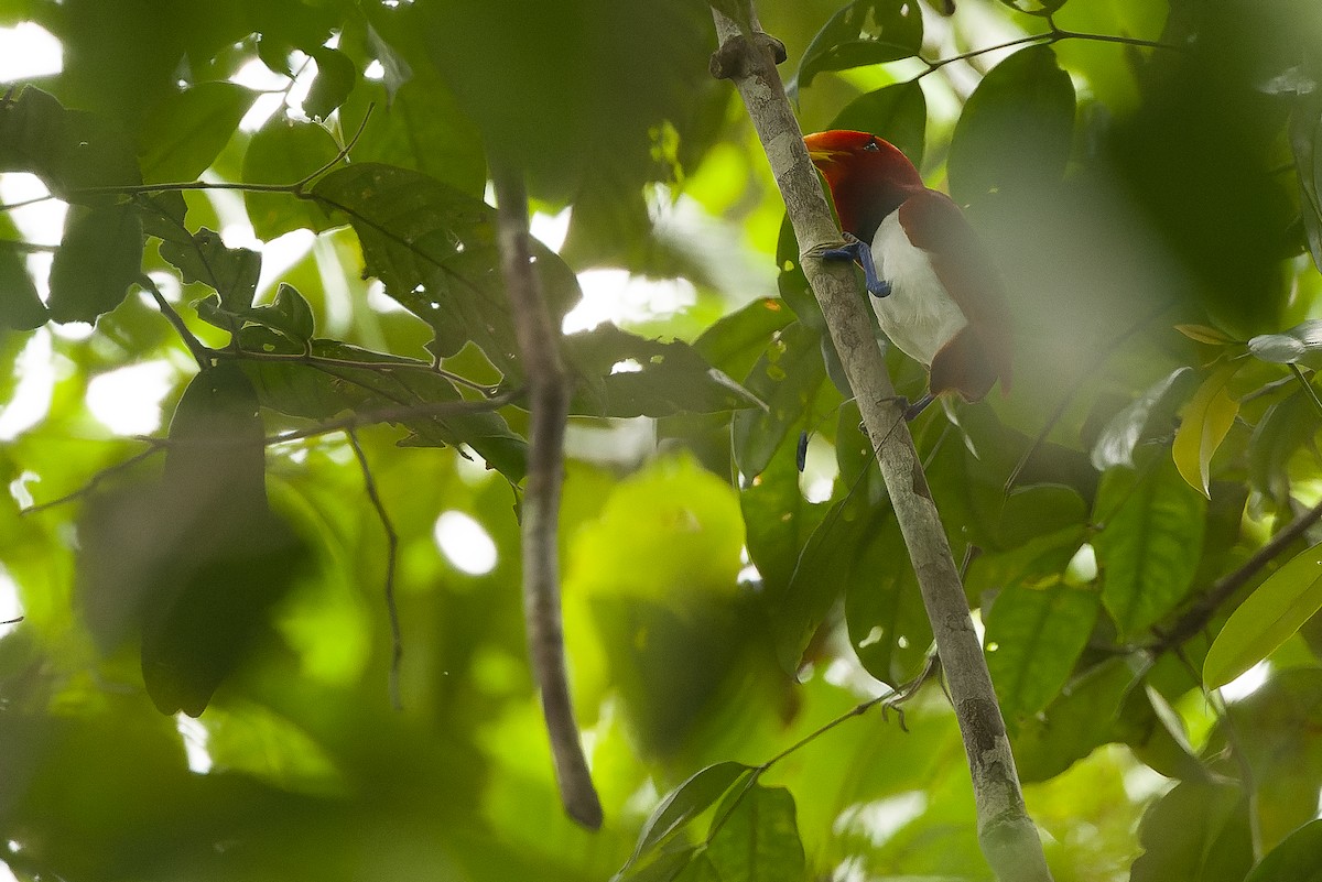 King Bird-of-Paradise - ML616550499