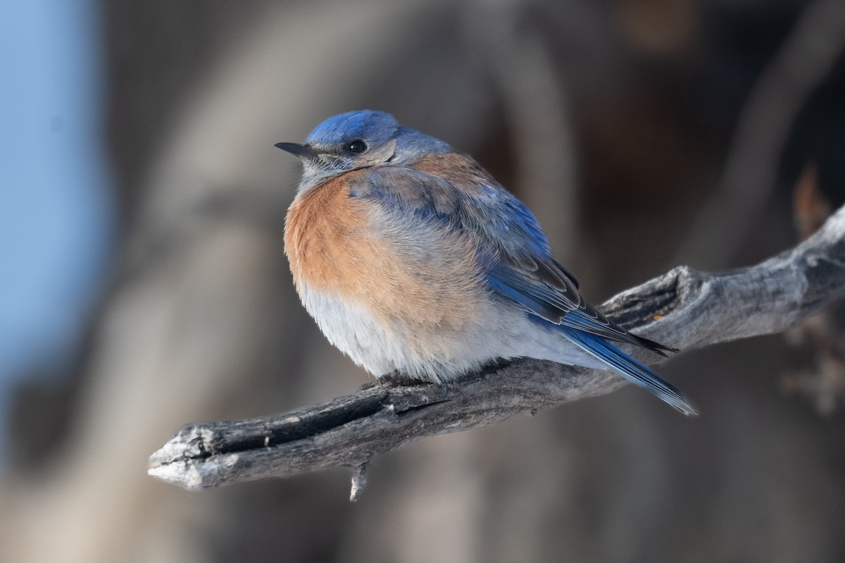 Western Bluebird - ML616550513