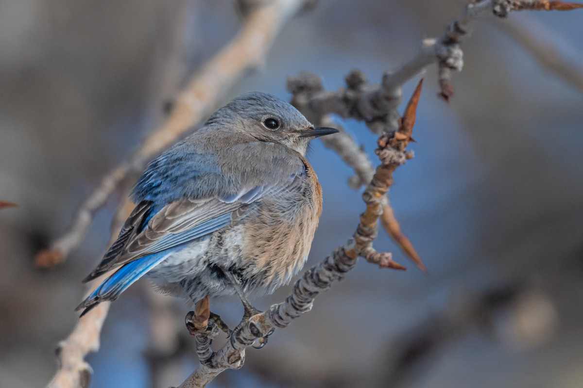 Western Bluebird - ML616550514