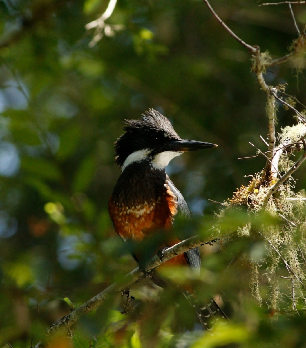 Martin-pêcheur à ventre roux - ML616550515