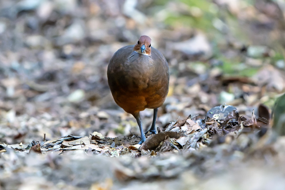 Tinamou à tête rousse - ML616550519