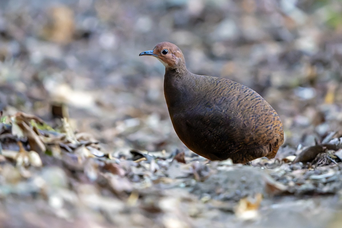 Tinamou à tête rousse - ML616550520