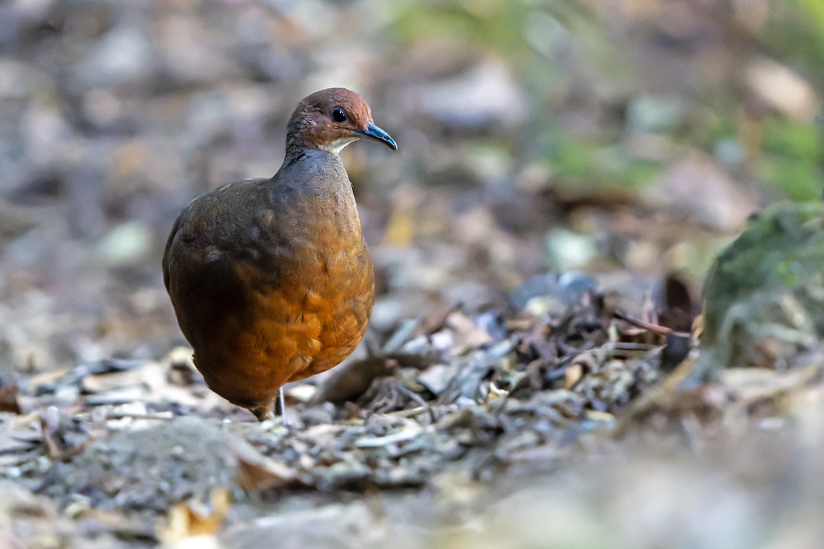 Tinamou à tête rousse - ML616550521