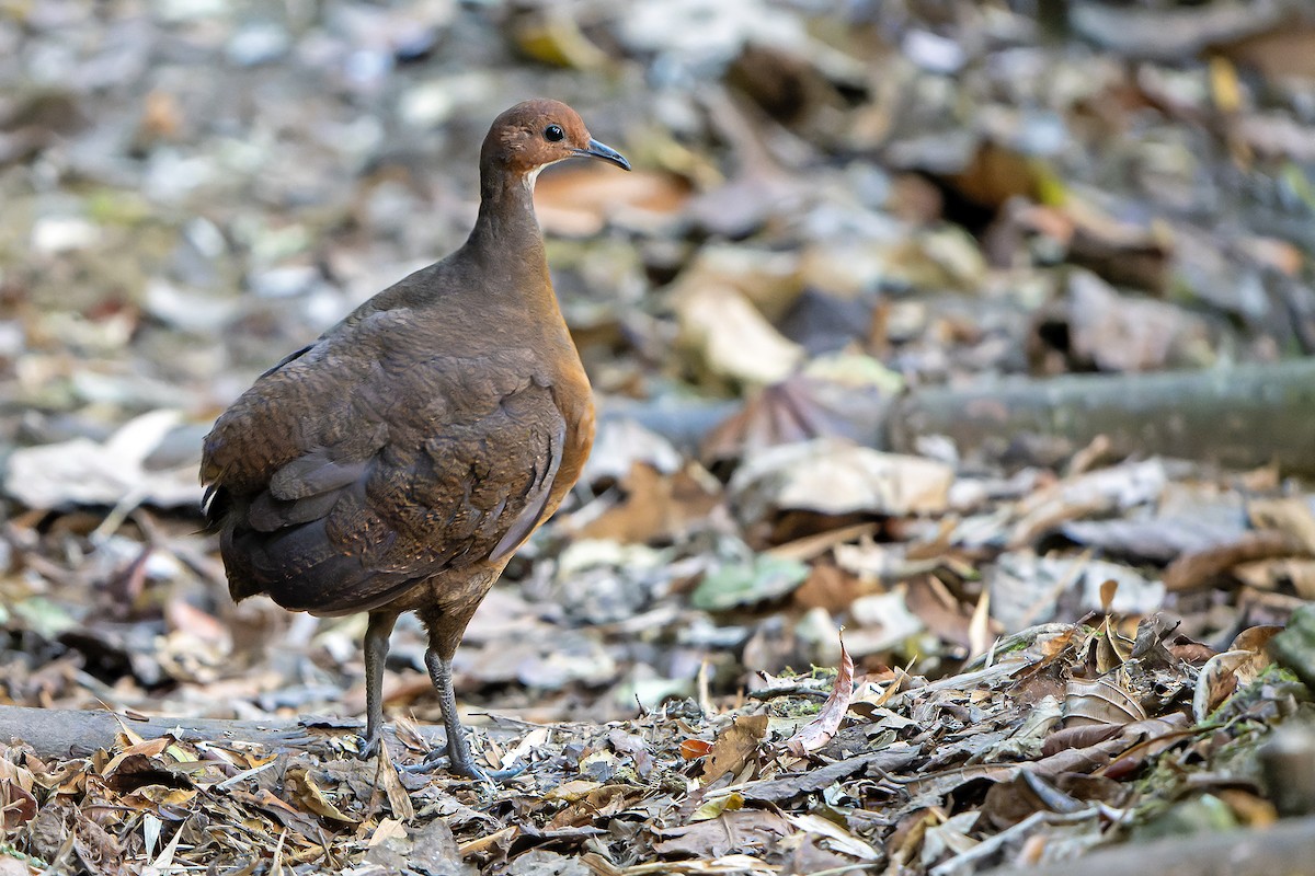 Tinamou à tête rousse - ML616550522