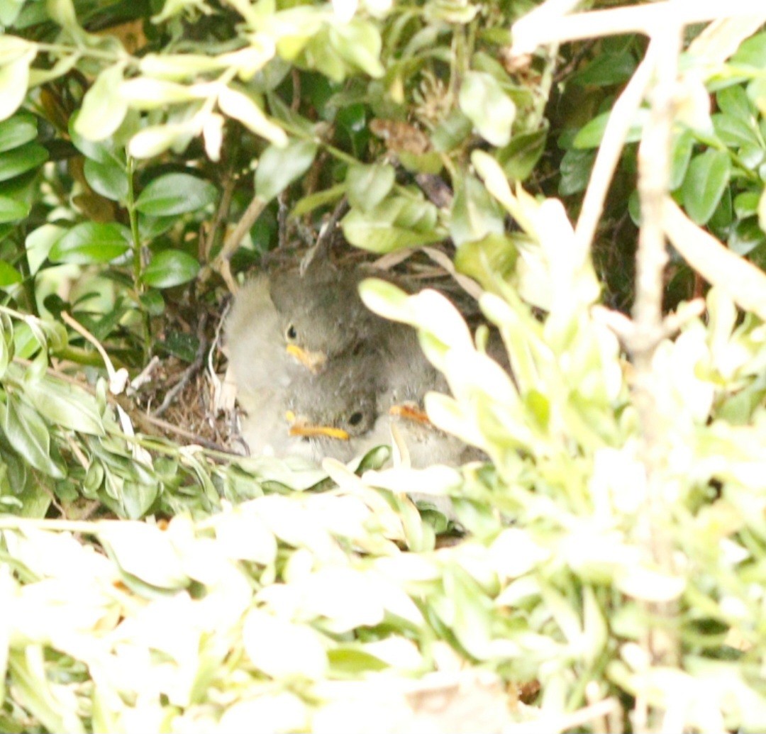 White-crested Elaenia - ML616550523