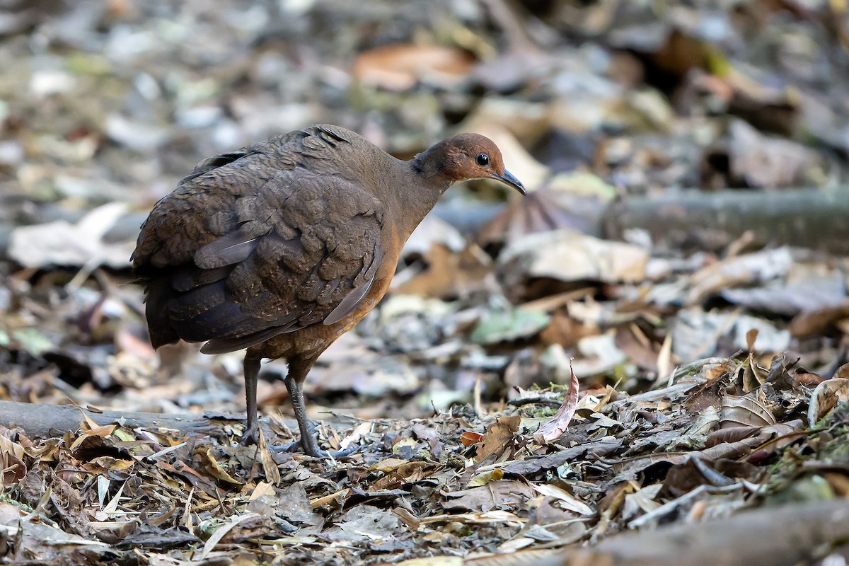 Tinamou à tête rousse - ML616550524