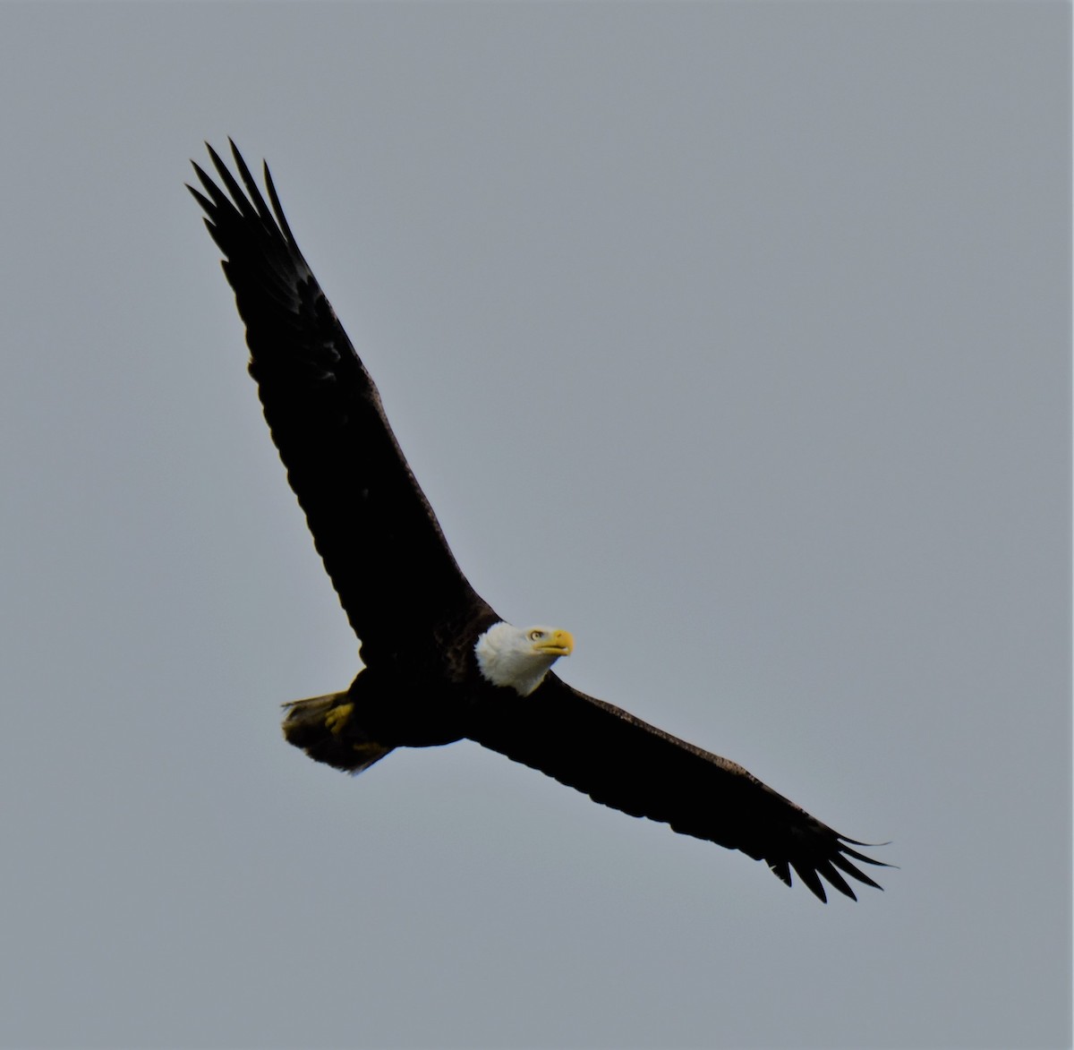 Bald Eagle - ML616550528