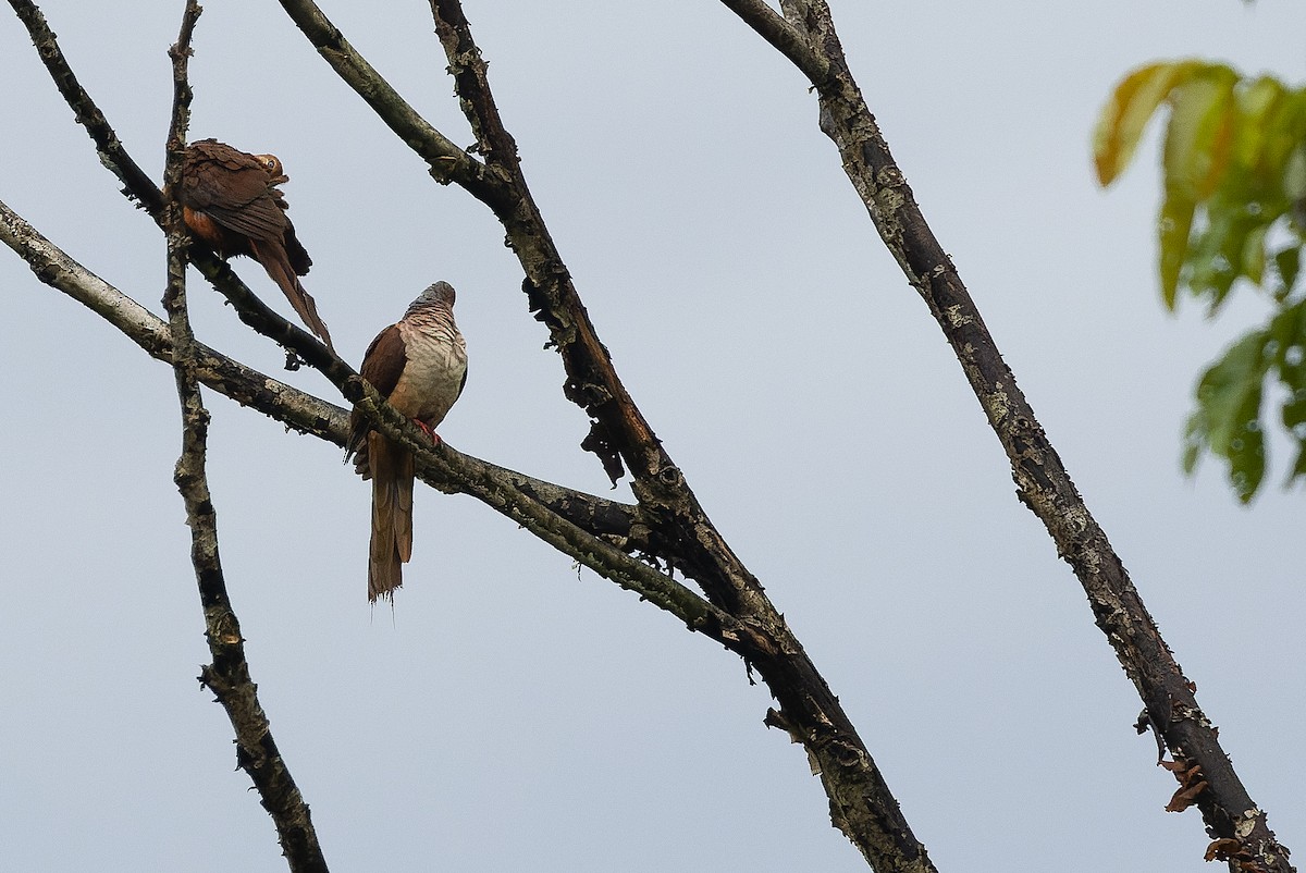 Amboyna Cuckoo-Dove - Joachim Bertrands