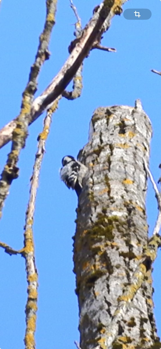 Lesser Spotted Woodpecker - Casella Sylvie