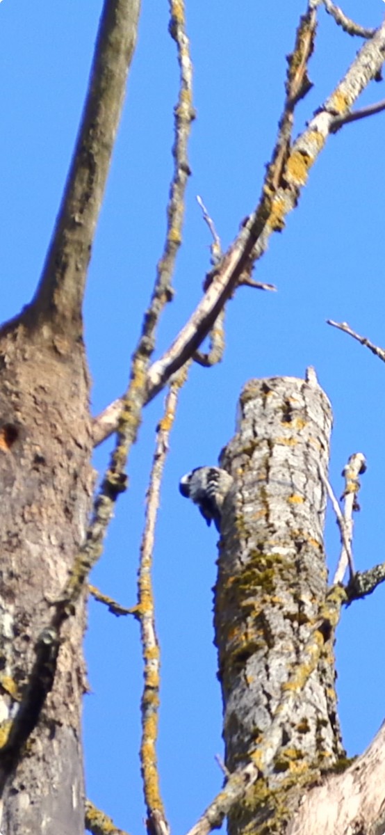 Lesser Spotted Woodpecker - Casella Sylvie