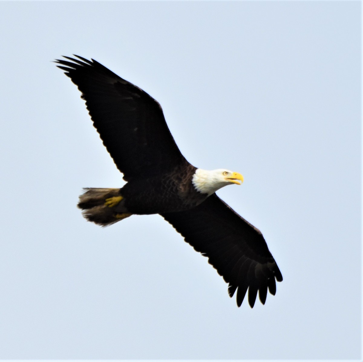 Bald Eagle - ML616550571