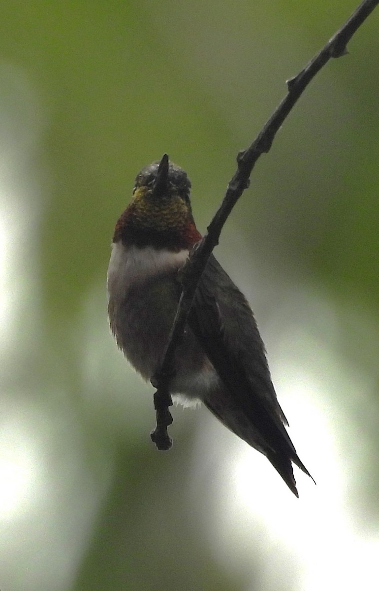Ruby-throated Hummingbird - ML616550586