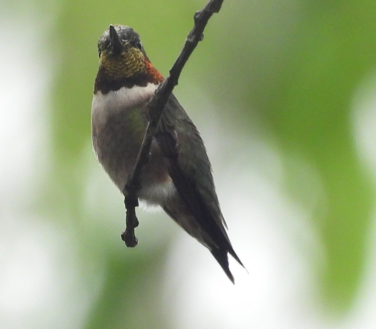 Ruby-throated Hummingbird - ML616550587