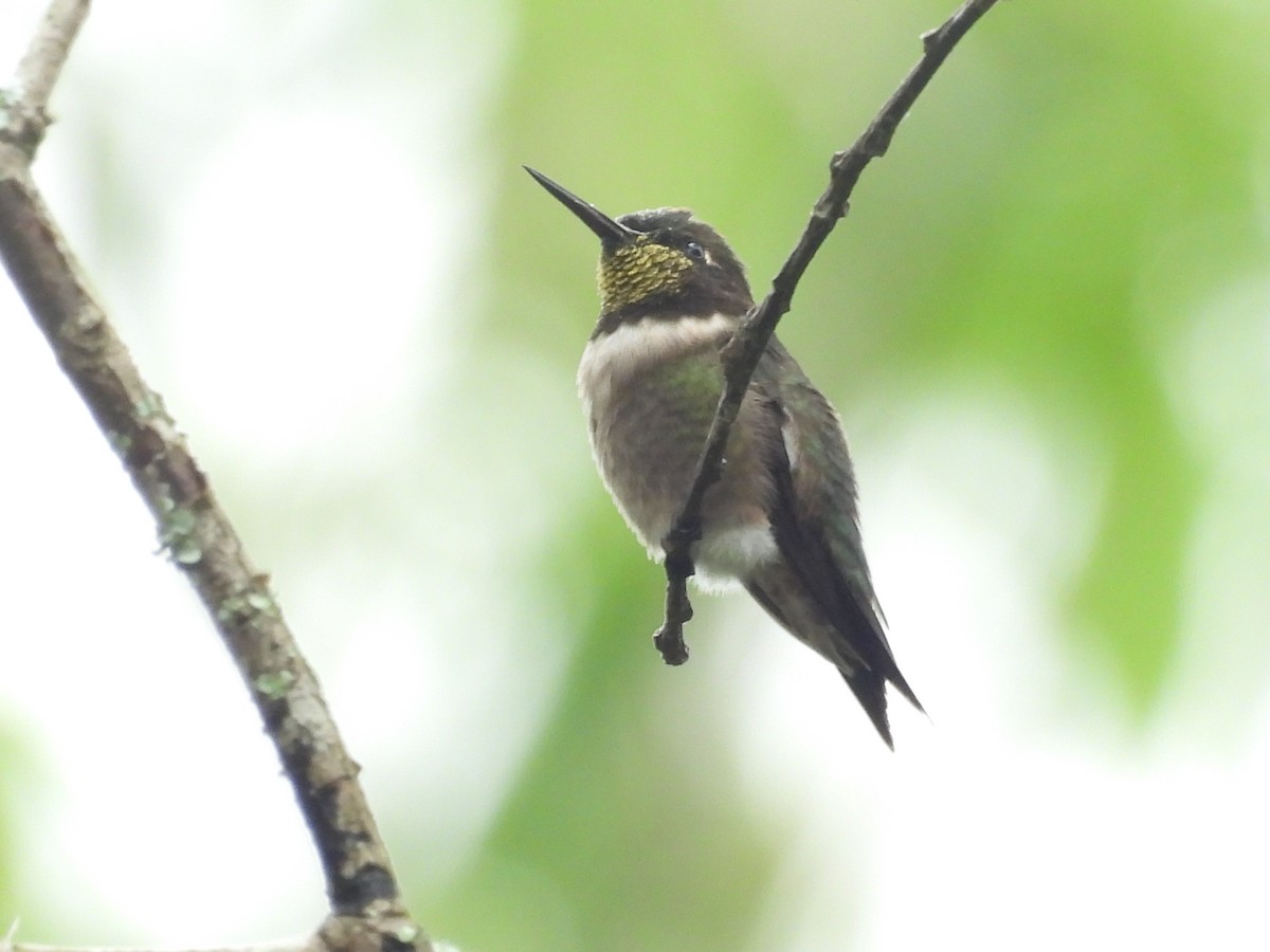 Ruby-throated Hummingbird - ML616550588