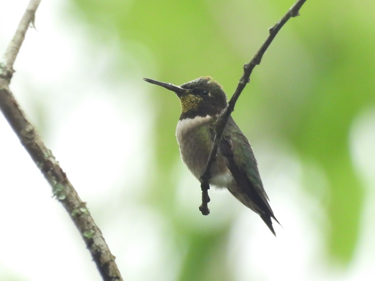 Ruby-throated Hummingbird - ML616550589