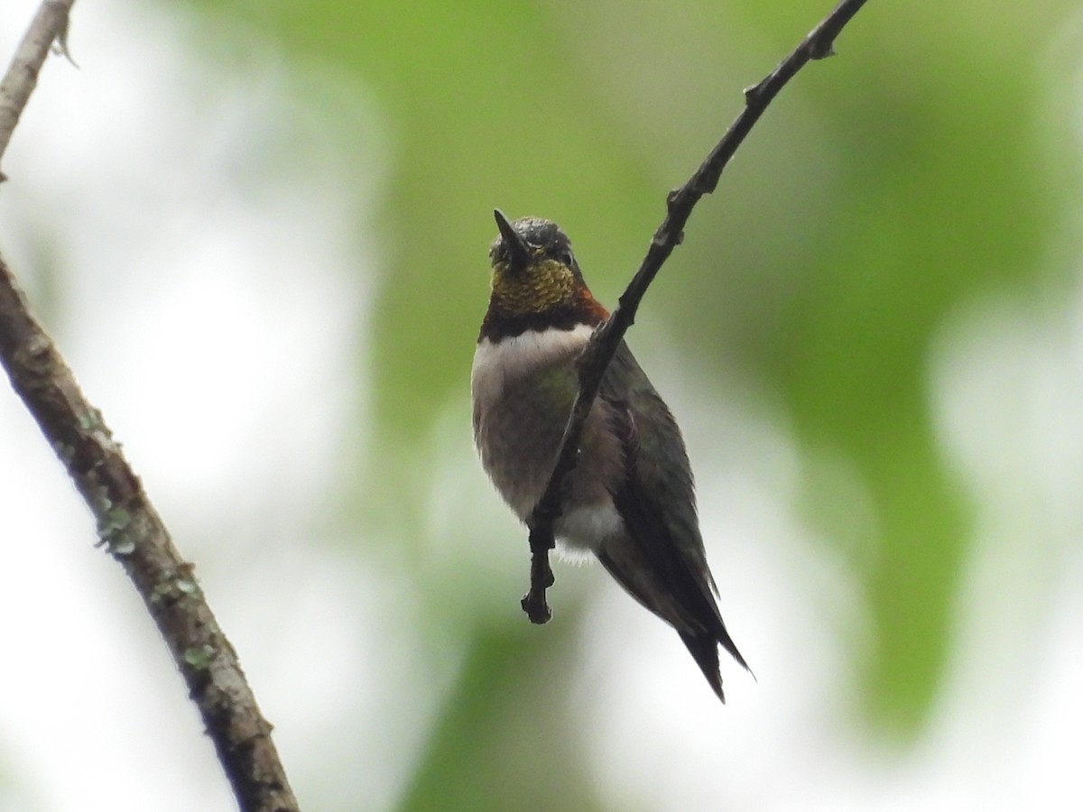 Ruby-throated Hummingbird - ML616550590