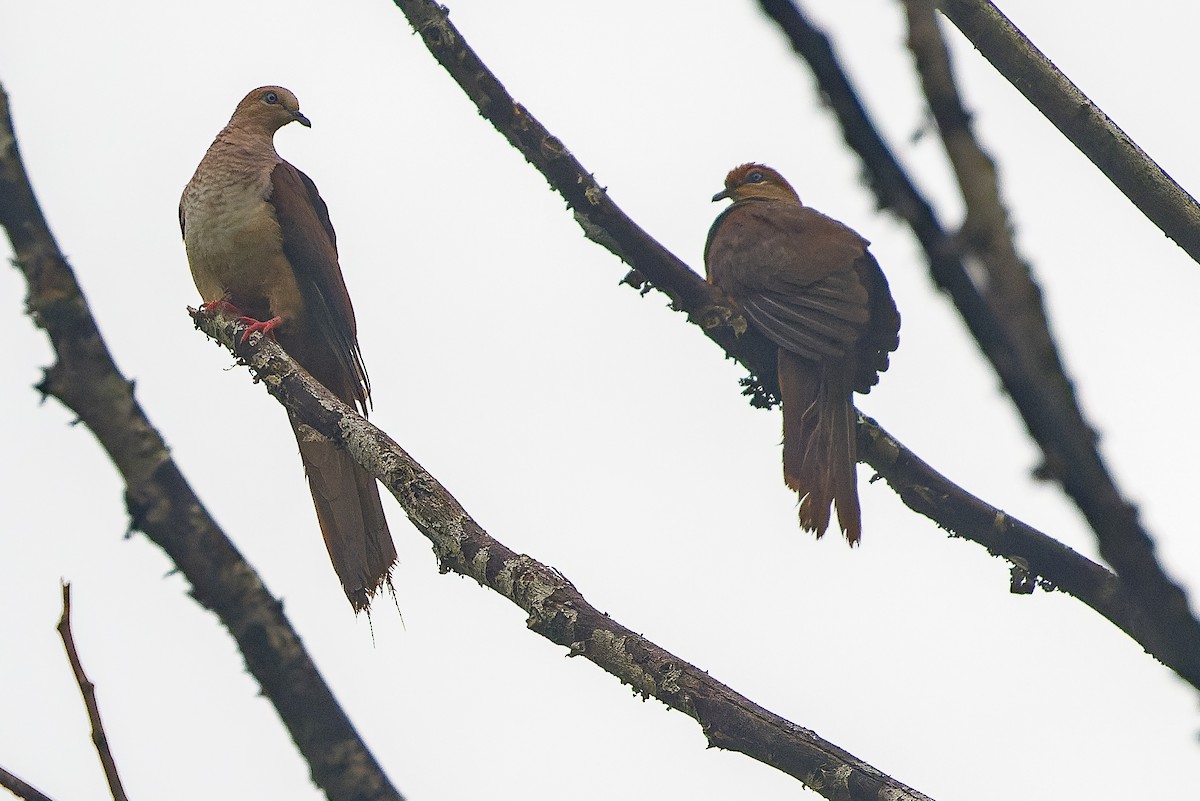 Amboyna Cuckoo-Dove - ML616550623