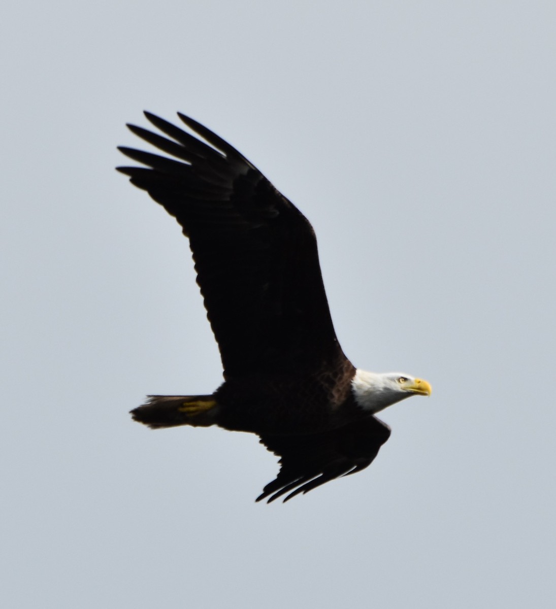 Bald Eagle - ML616550625