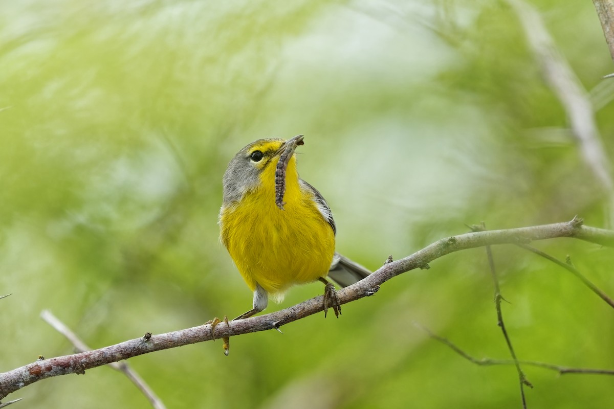 Barbuda Warbler - Holger Teichmann