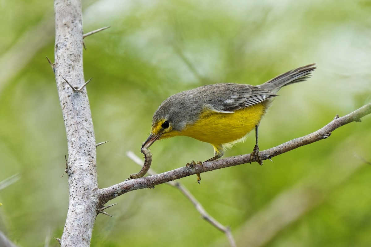 Barbuda Warbler - Holger Teichmann