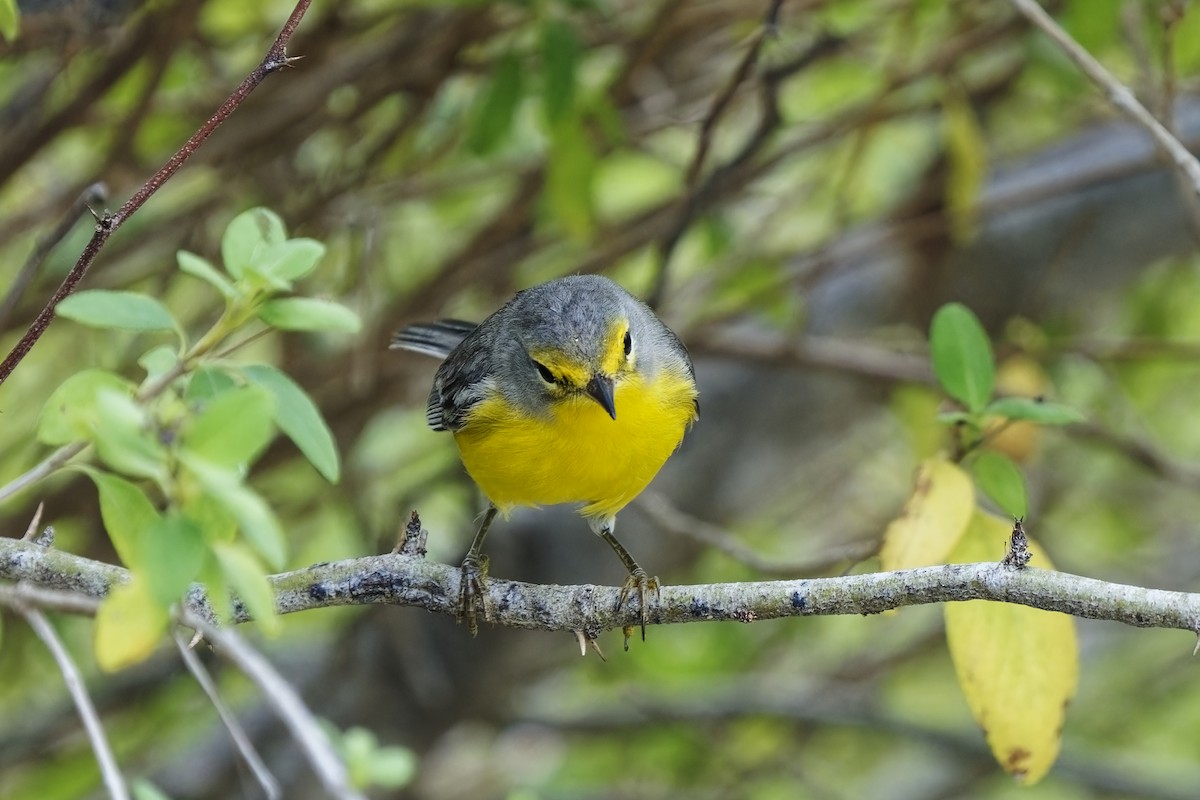 Barbuda Warbler - Holger Teichmann