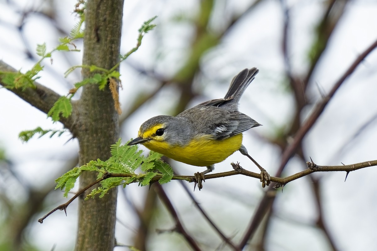 Barbuda Warbler - Holger Teichmann