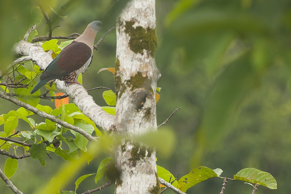 Zoe's Imperial-Pigeon - ML616550683