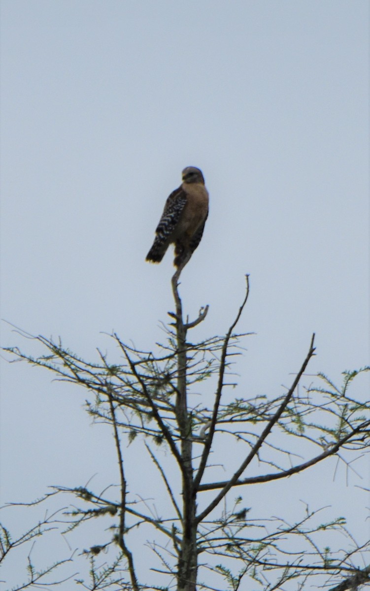 Red-shouldered Hawk - ML616550689