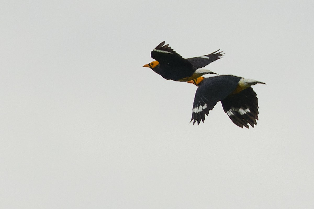 Yellow-faced Myna - ML616550752