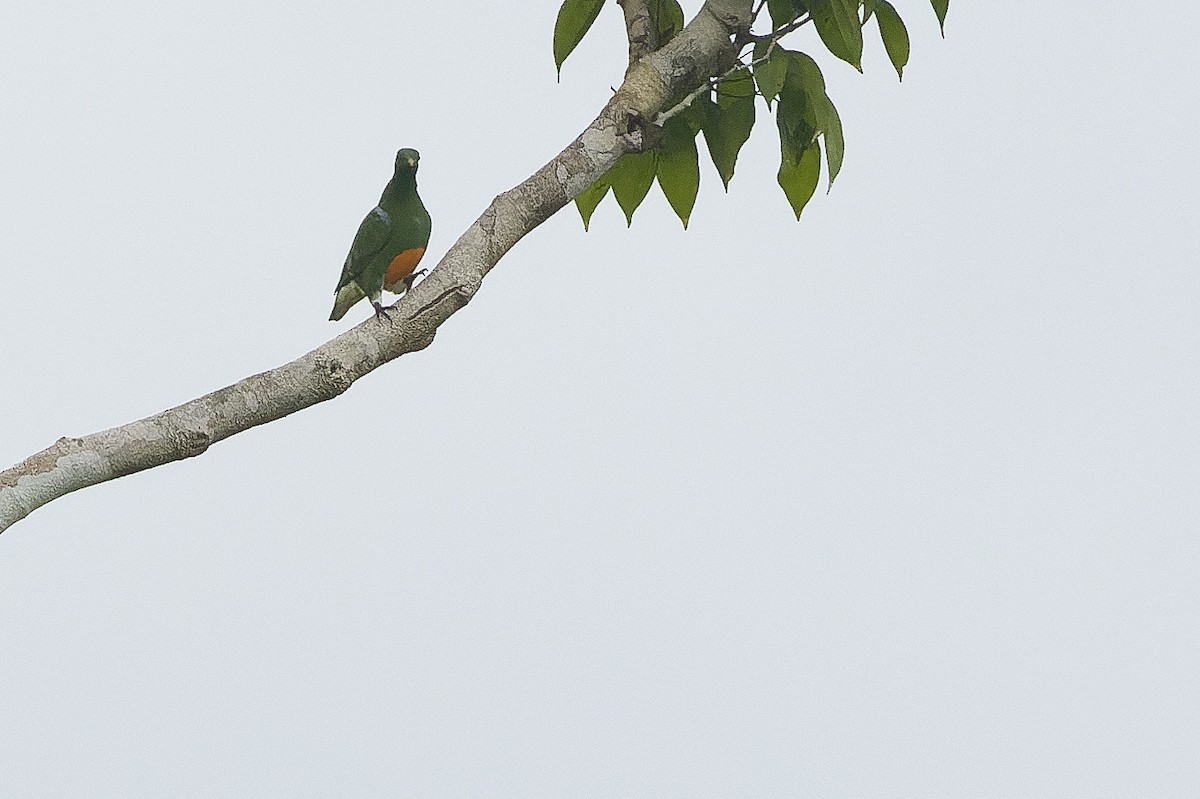 holub oranžovobřichý - ML616550768
