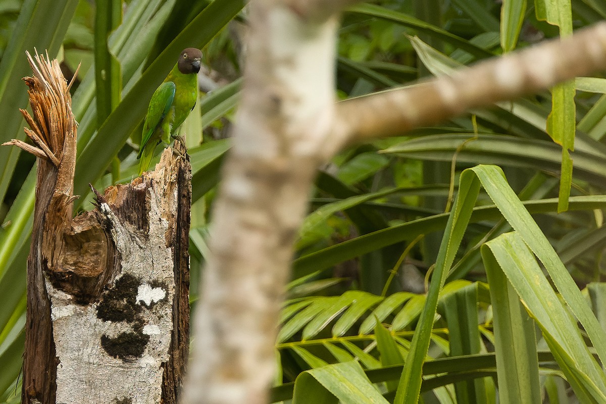 Red-cheeked Parrot - Joachim Bertrands