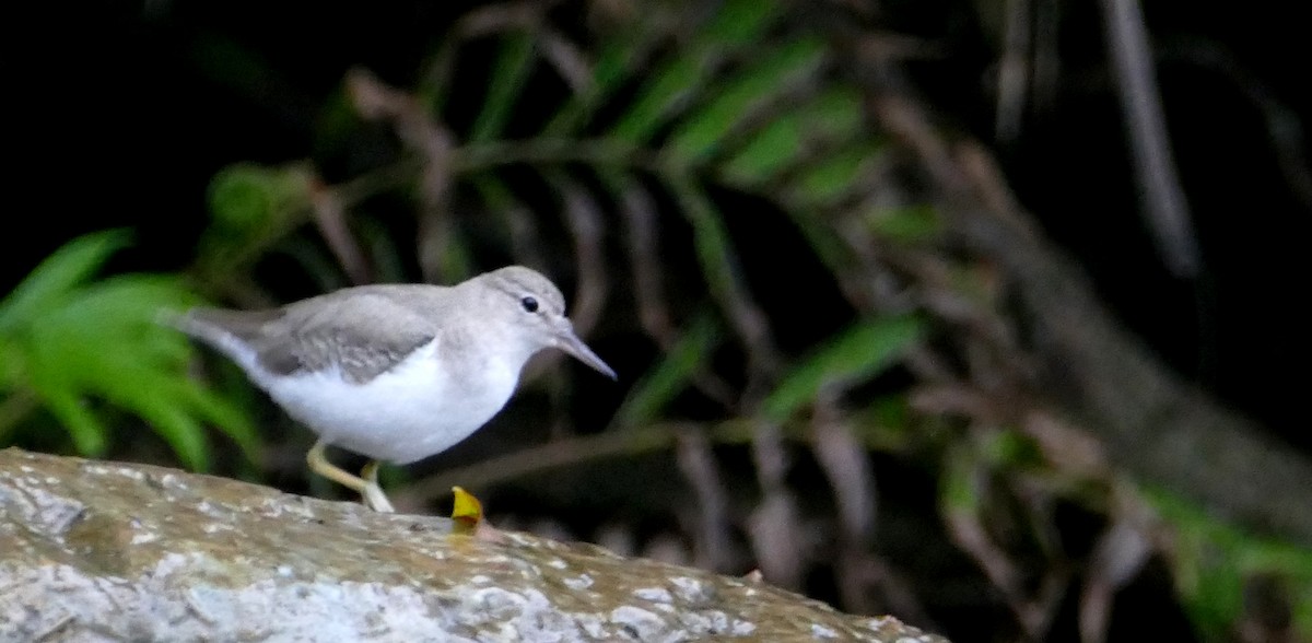 Spotted Sandpiper - ML616550807