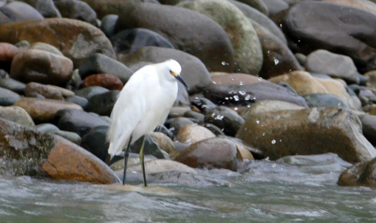 Snowy Egret - ML616550816