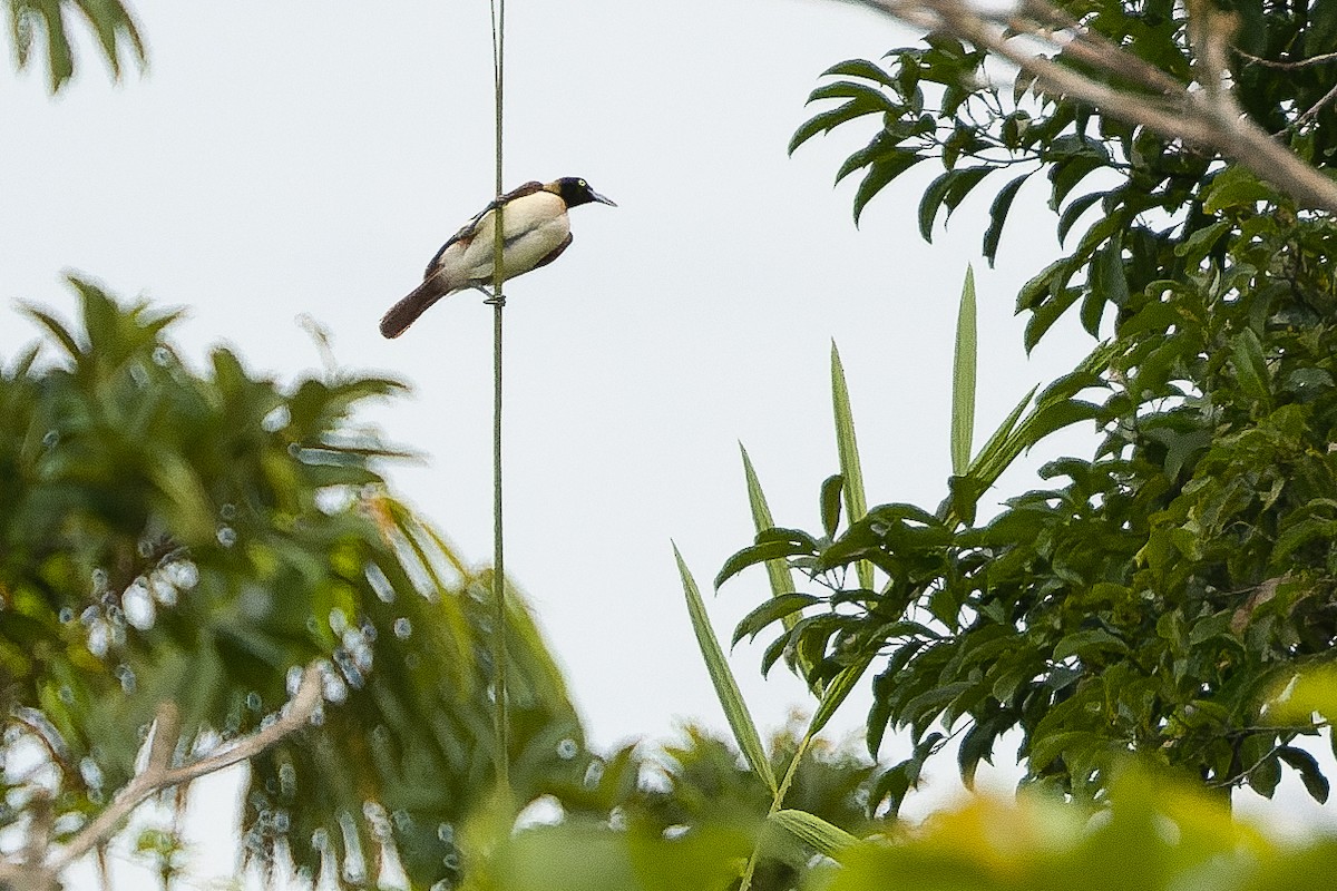 Lesser Bird-of-Paradise - ML616550817