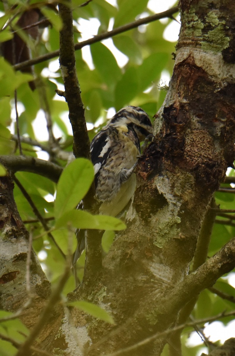 Yellow-bellied Sapsucker - ML616550819