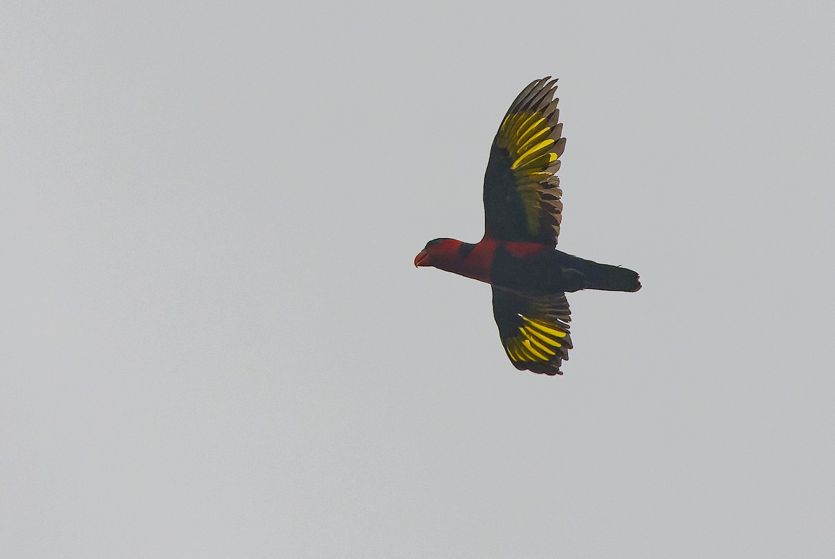 Black-capped Lory - Joachim Bertrands