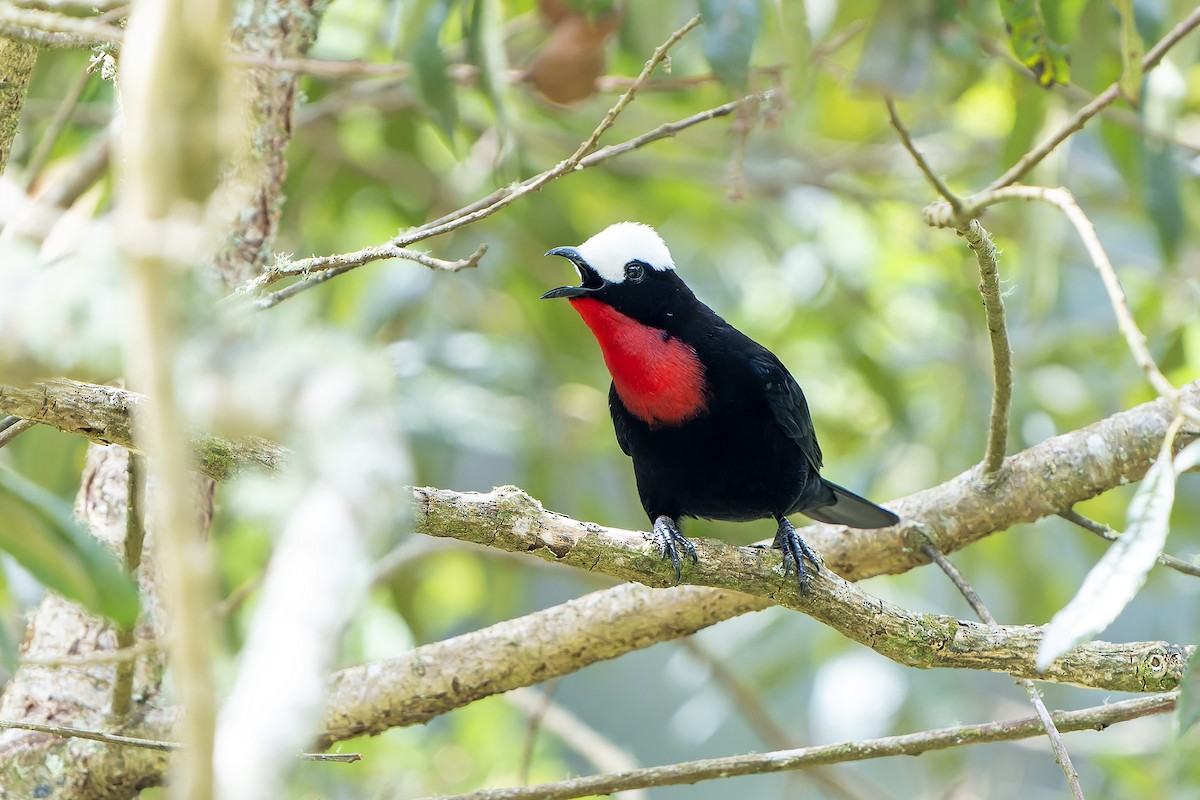 White-capped Tanager - ML616550868