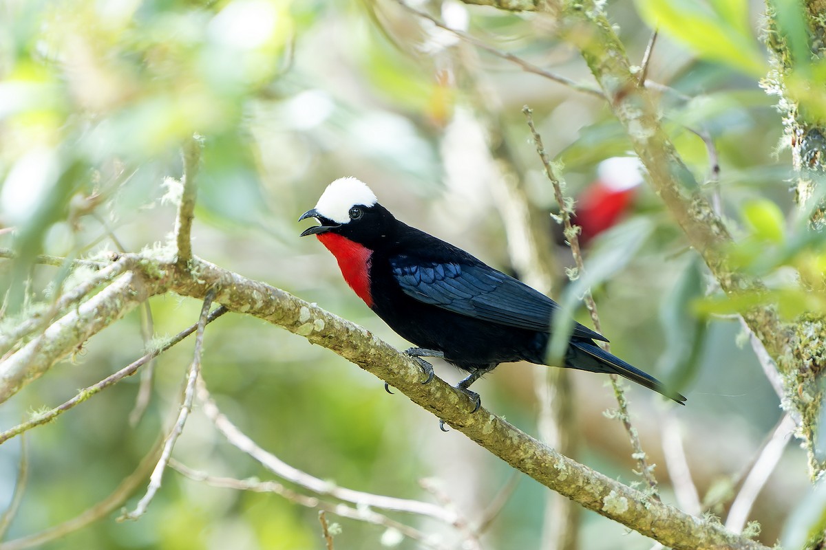 White-capped Tanager - ML616550877