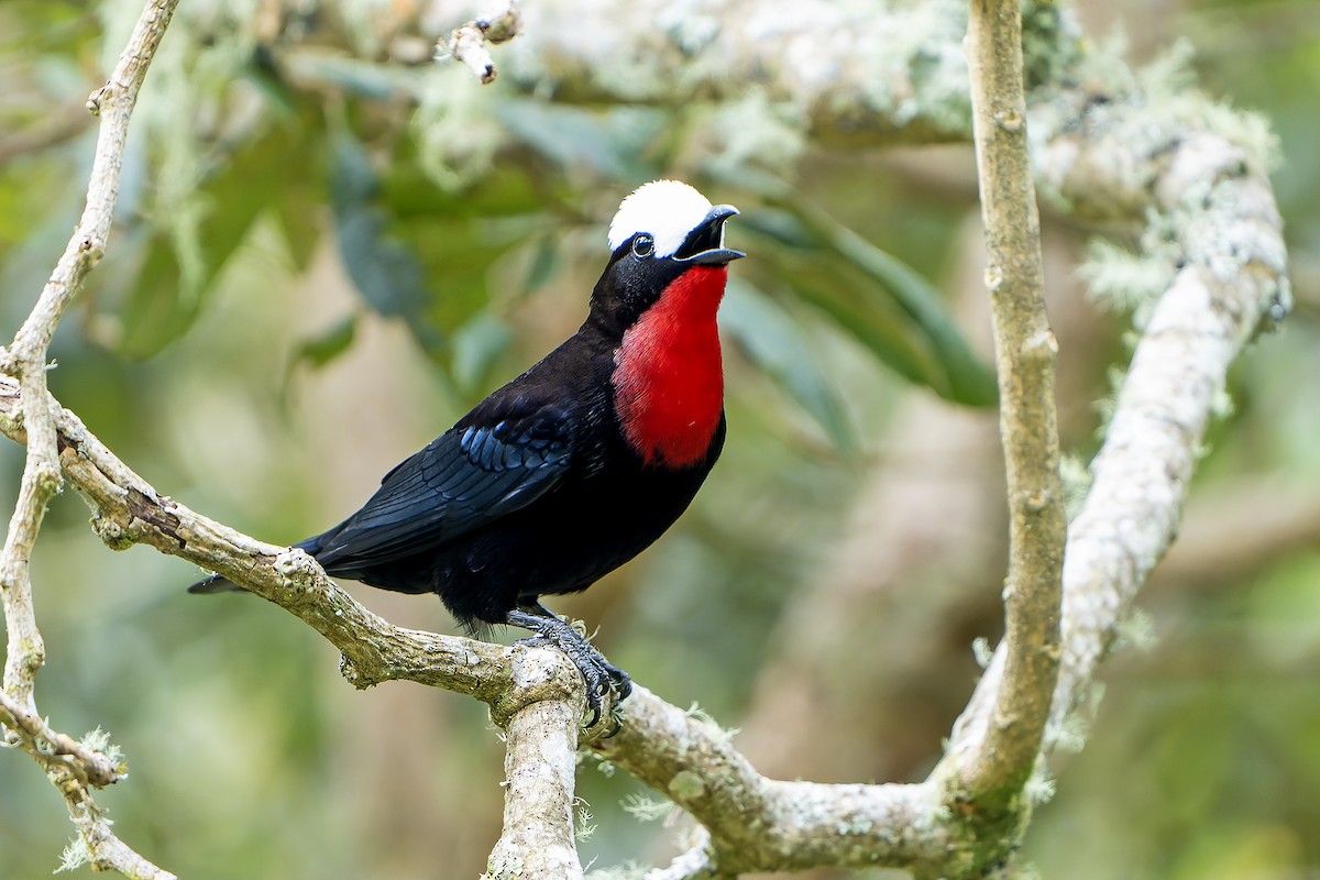 White-capped Tanager - ML616550879