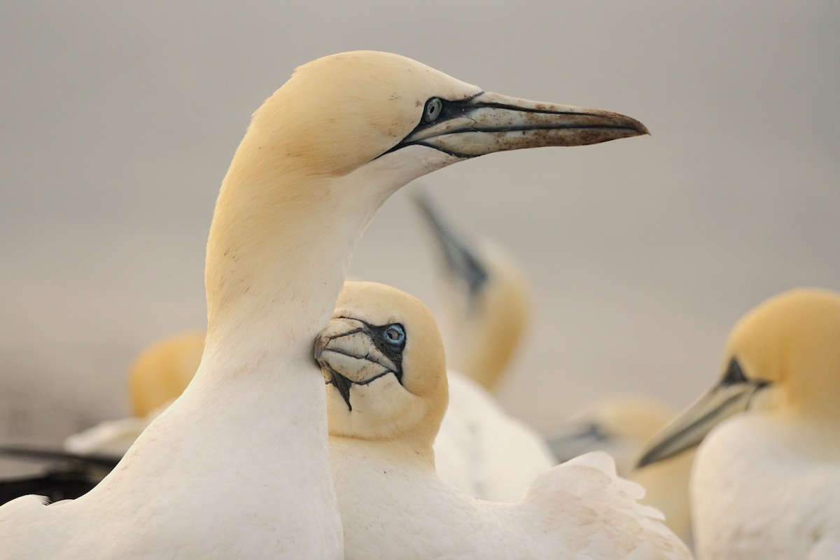 Northern Gannet - Wibke Friedrich