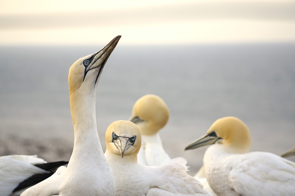 Northern Gannet - ML616550936