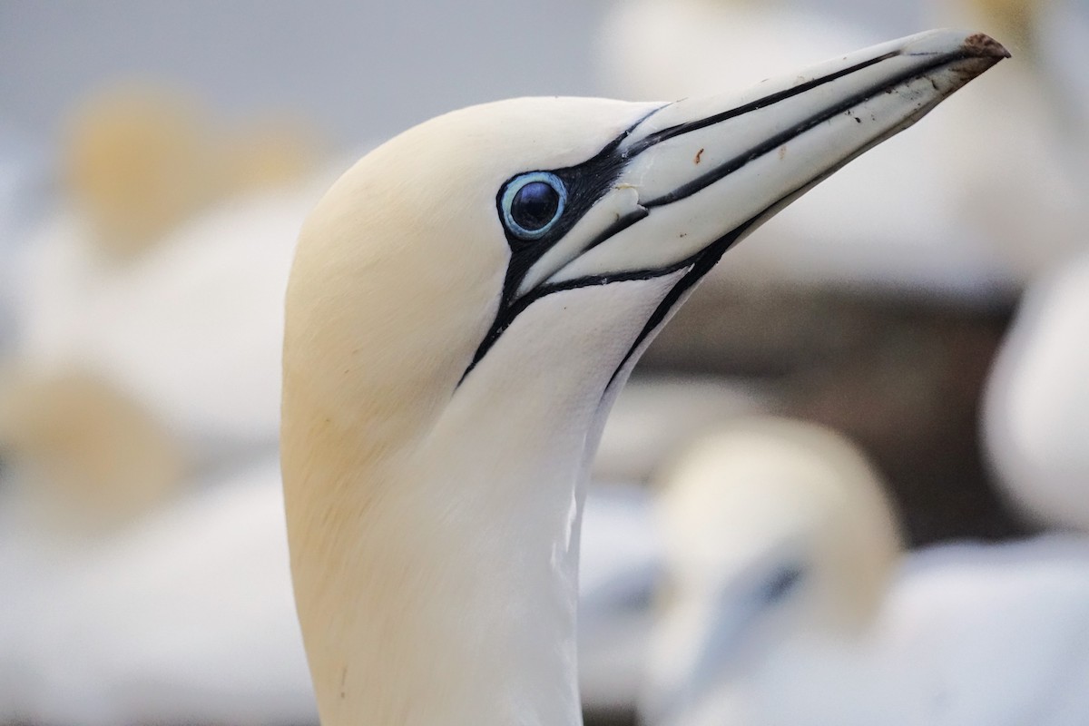 Northern Gannet - ML616550937