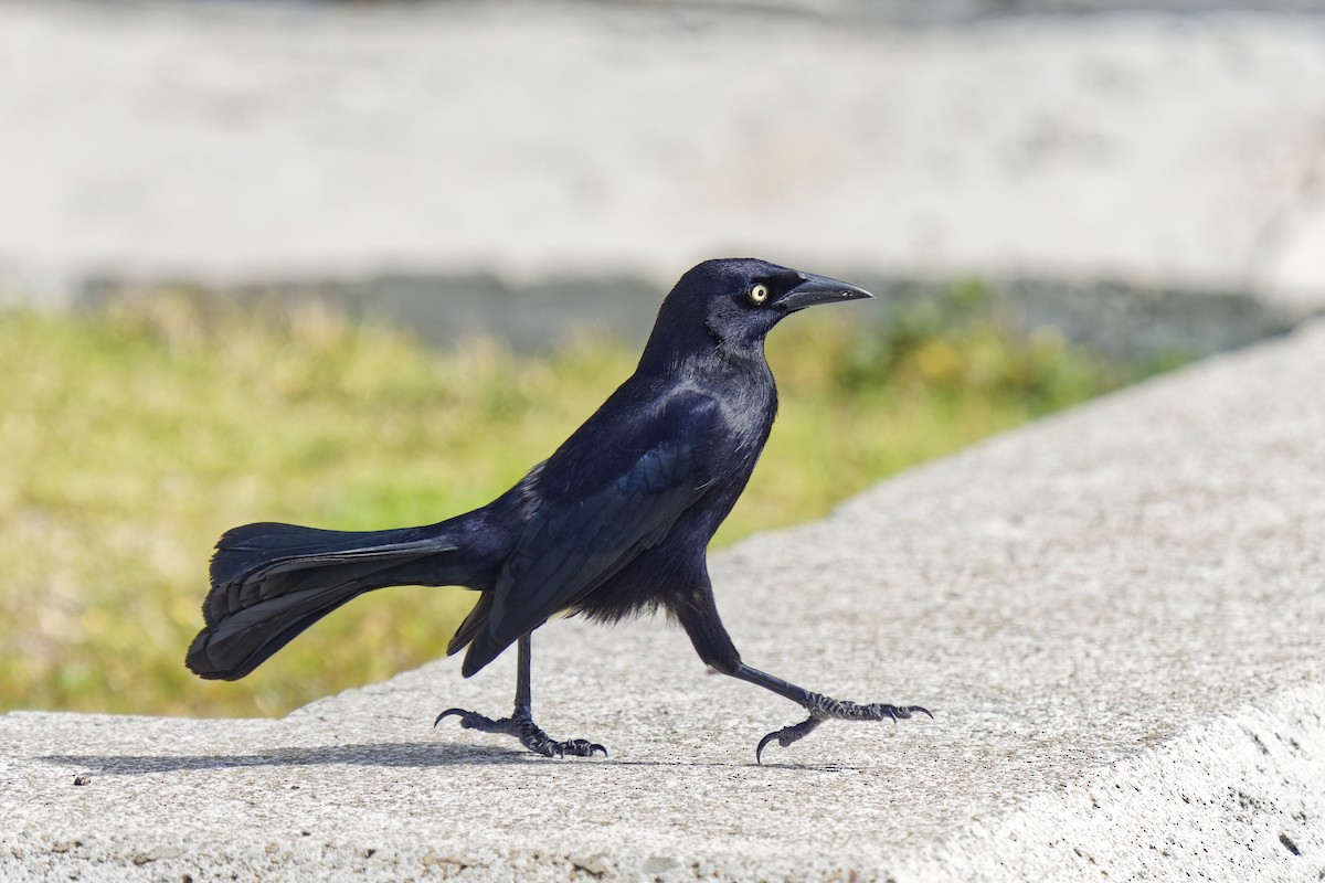 Carib Grackle - ML616550946