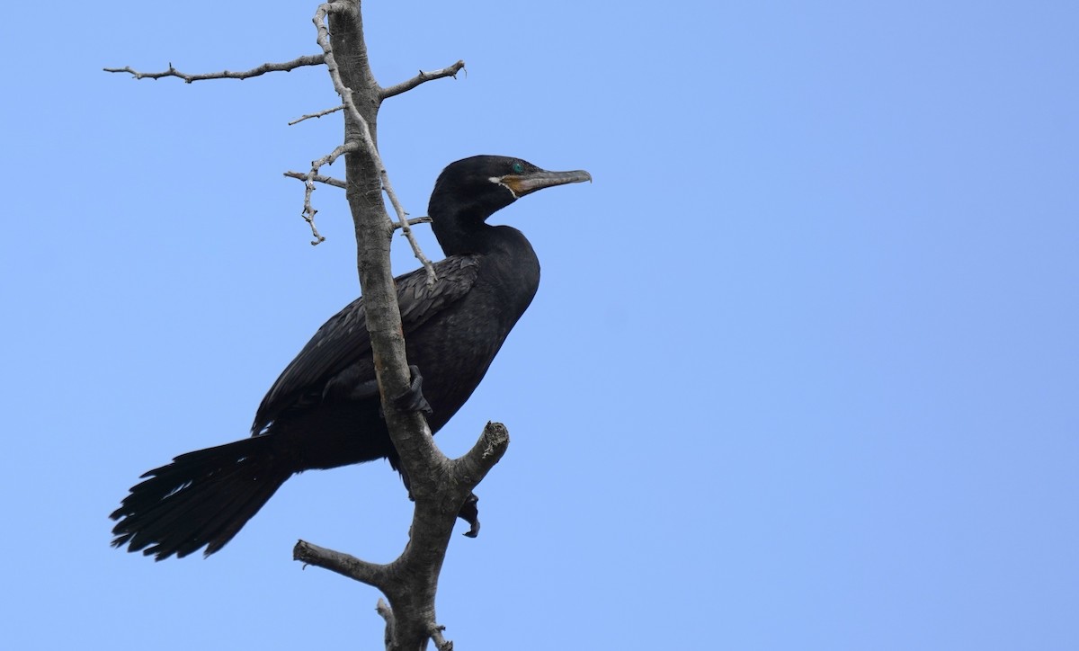 Neotropic Cormorant - ML616550951