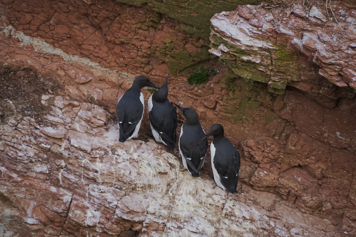 Common Murre - ML616550952