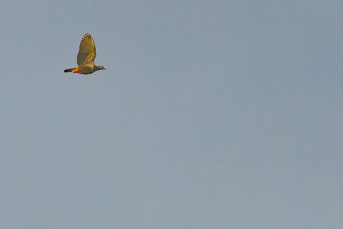 holub stromový (ssp. pinon/jobiensis) - ML616550967