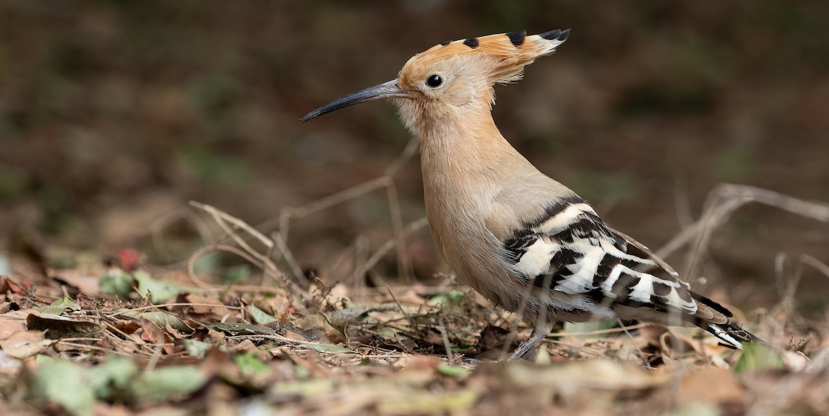 Eurasian Hoopoe - Friedemann Arndt