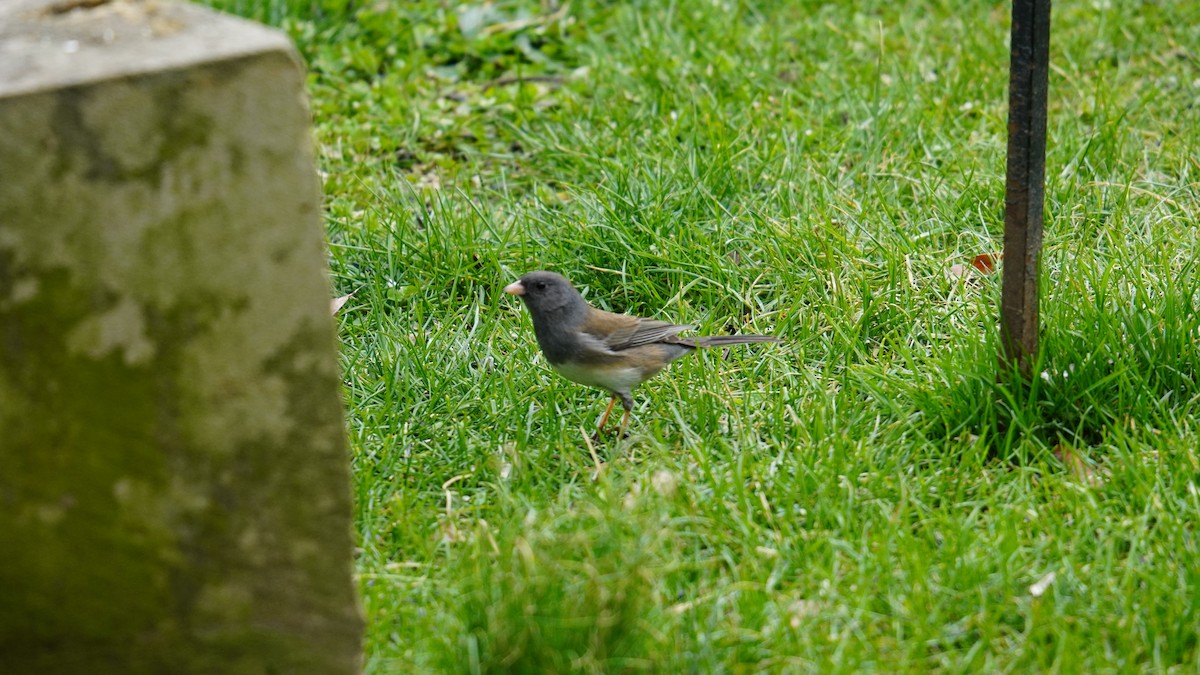 Dark-eyed Junco (Oregon) - ML616550975