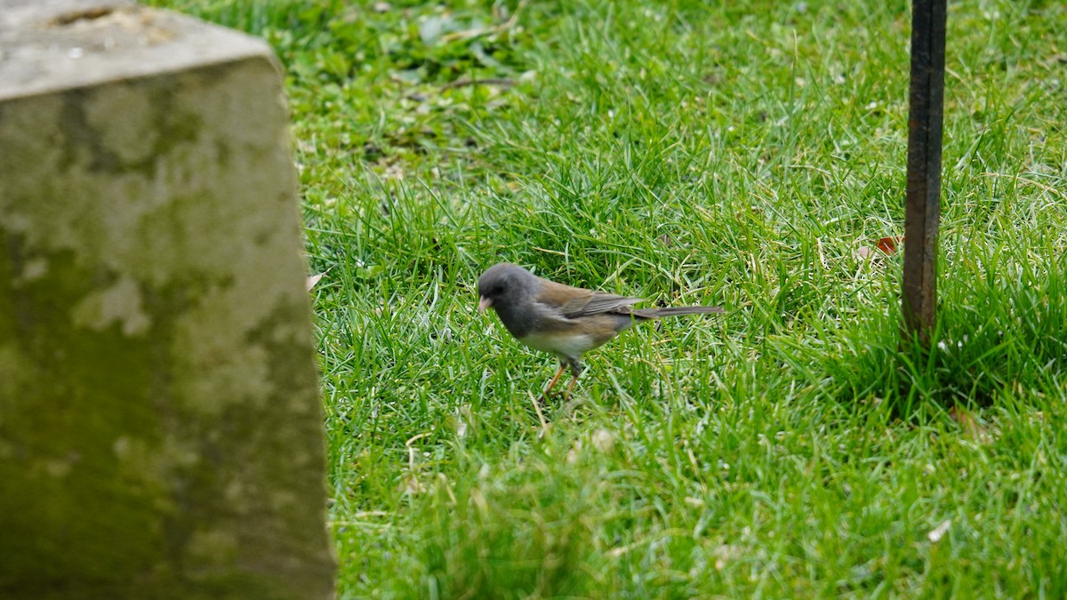 Dark-eyed Junco (Oregon) - ML616550976